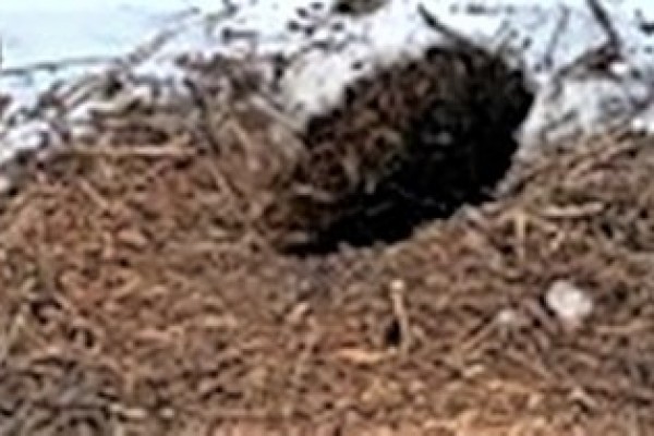 dzięcioł-zielony1E06DC791-85B4-5C7F-9E47-86F688EBC410.jpeg